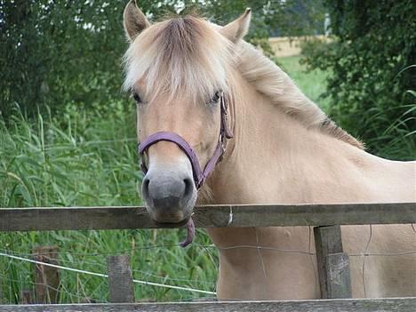 Fjordhest Nr. dam's Magic Survivor - tit tit billede 7