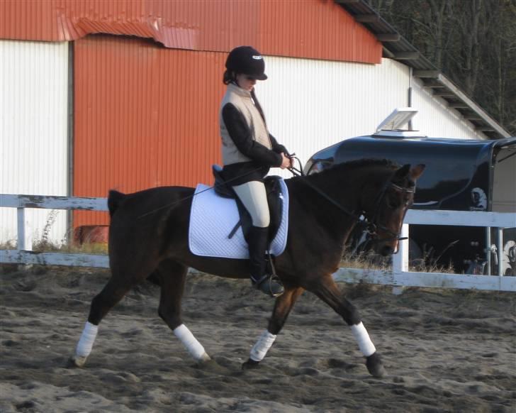 Anden særlig race Flying Fie (gl. Part) - Fie på SKRI d. 3 november - super lækker (: billede 3