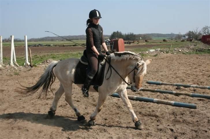 Fjordhest Eddie - 1# When we are together, nothing can touch us <3 billede 1