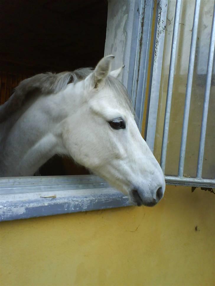 Welsh Pony (sec B) Lyngvejens Frajser R.I.P - Hallo er der nogen?? Moar?? :P billede 7