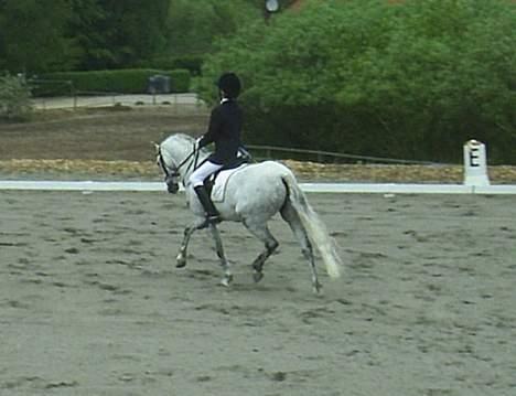 Welsh Pony (sec B) Lyngvejens Frajser R.I.P - i Ringsted LA3 billede 8