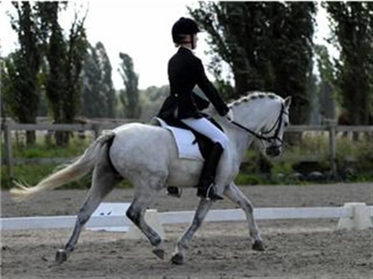 Welsh Pony (sec B) Lyngvejens Frajser R.I.P - ud i fri trav smukt<33 billede 9