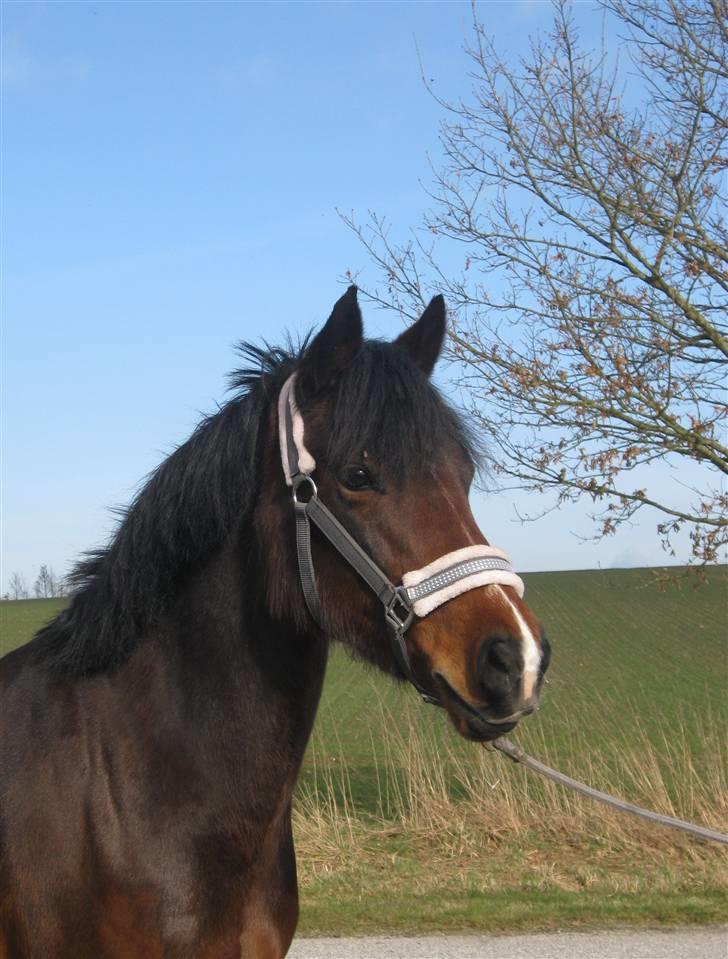 Anden særlig race Flying Fie (gl. Part) - Fie ude i sneen (:  billede 11