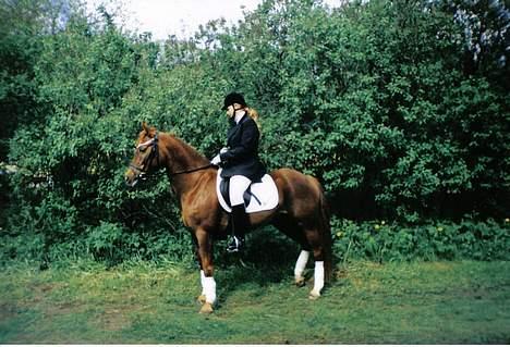 New Forest Langmarksgård Hippodermea (himmelhest) - Dette er fra da vi stadig red dressur og var i topform billede 1