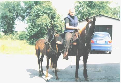 New Forest Langmarksgård Hippodermea (himmelhest) - Dette er mig og hippo og hendes føl min nu 2 år gamle plag goliath billede 2