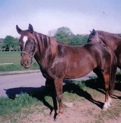 New Forest Langmarksgård Hippodermea (himmelhest) - hippo som 5 års taget den dag jeg købte hende  billede 3