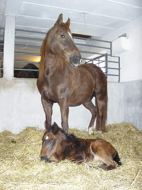 New Forest Langmarksgård Hippodermea (himmelhest) - Den stolte mor med sit 1 døgn gamle hoppe føl jolie billede 4