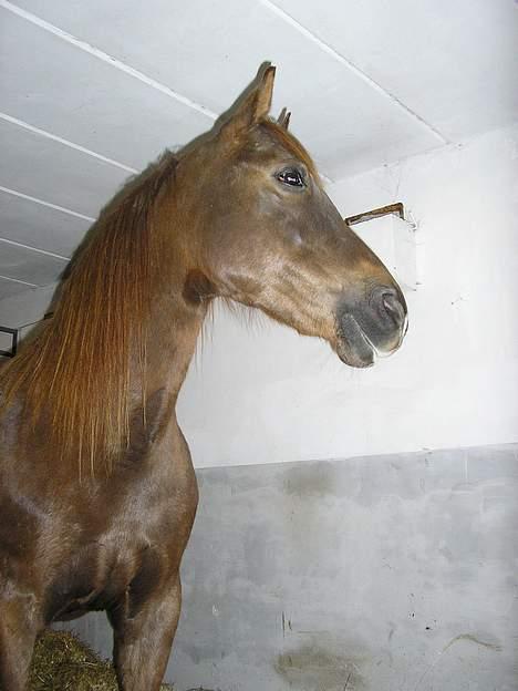 New Forest Langmarksgård Hippodermea (himmelhest) - min 11 årige hyp i profil :-) billede 5