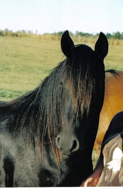 Anden særlig race Goliath - Goliaths kønne hoved billede 2