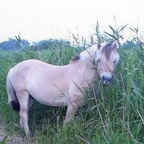 Fjordhest Nr. dam's Magic Survivor - Øv dårlig kvalitet.. billede 8