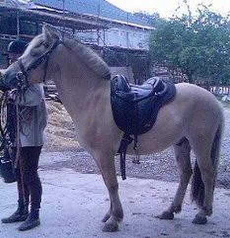 Fjordhest Nr. dam's Magic Survivor - Øv dårlig kvalitet.... billede 9