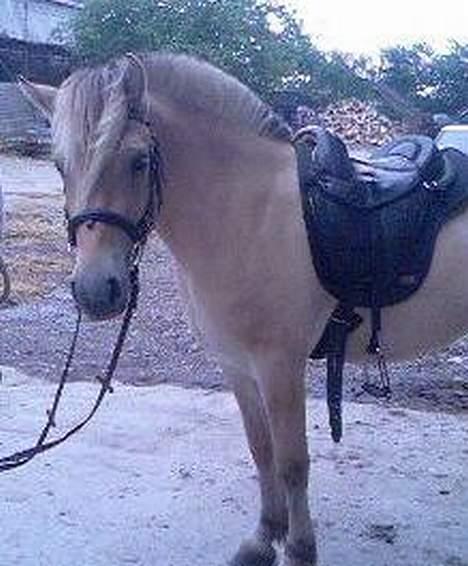 Fjordhest Nr. dam's Magic Survivor billede 10