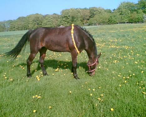 Traver Ginger - Hun er glad for græs...  billede 1
