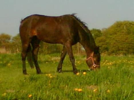 Traver Ginger billede 2