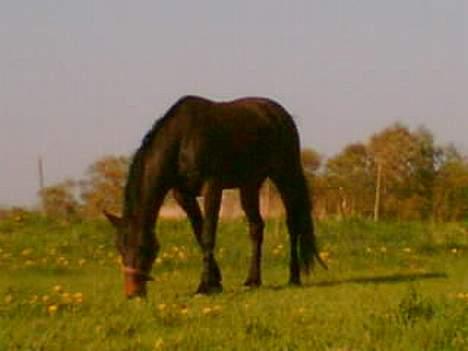 Traver Ginger billede 3