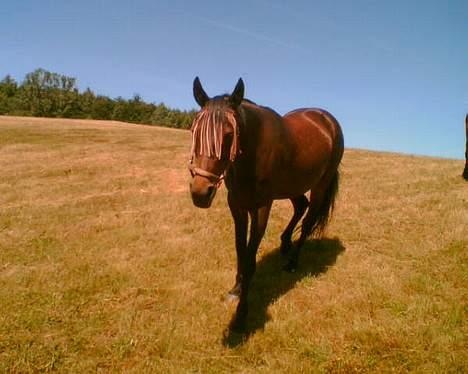 Traver Ginger billede 4