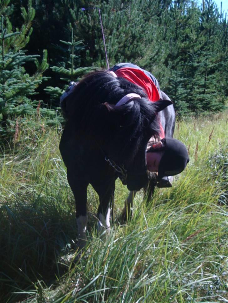 Islænder Klár fra Krossi - nutid og datid, evigt og altid. velkomme til vores profil,  billede 1