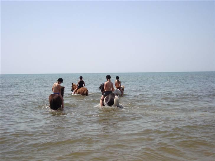 Islænder Klár fra Krossi - ja, vi bader ! klár hun elskede det ( i må kun kopirere billederne hvis i få lov af mig ) billede 2