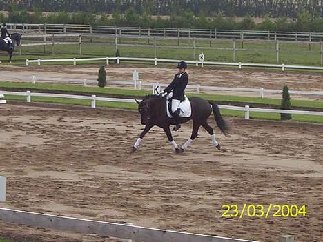 New Forest Kikkenberg's Rikki *SOLGT - Fine lille Rikki i en trav volte billede 2