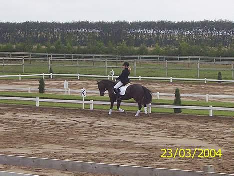 New Forest Kikkenberg's Rikki *SOLGT - Rikki i trav op af lang siden :P billede 3