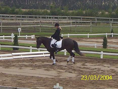 New Forest Kikkenberg's Rikki *SOLGT - Galop i højrnet . (Han går ikk godt der) billede 4