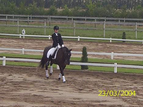 New Forest Kikkenberg's Rikki *SOLGT - Starten på fri trav . billede 5