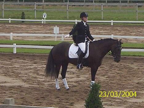 New Forest Kikkenberg's Rikki *SOLGT - Slut paraden . billede 6