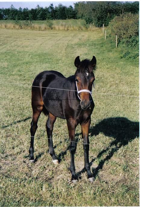 New Forest Jolie (Solgt) - Jolie pigen fra sommer billede 1