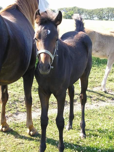 New Forest Jolie (Solgt) - jolie ved siden af sin mor det er fra først på sommeren billede 2