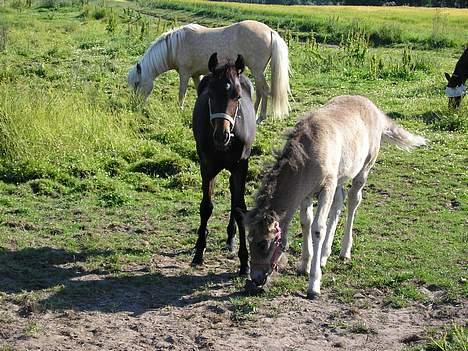 New Forest Jolie (Solgt) - Jolie og hendes legekamerat billede 3