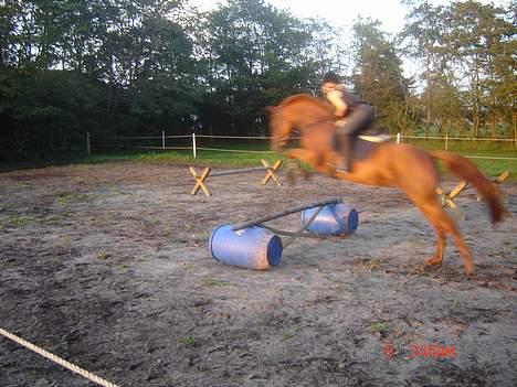 Dansk Varmblod Ness'  - Vanessa og jeg over et vildt farligt tøndespring (; billede 2