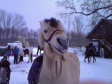 Fjordhest Claus (Part) - Uh det er dejligt a blive kløet på maven <3 billede 7