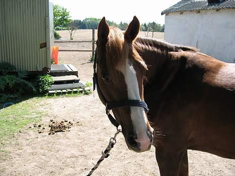 DSP Lori *død* R.I.P. billede 1