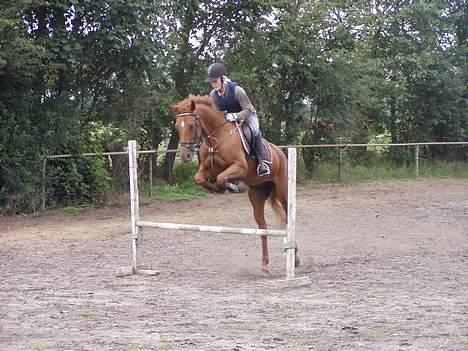 Anden særlig race Falkær's Cameth**SOLGT** - Wow, hun springer stort over :d Godt nok lille spring, men seejt.:D billede 15