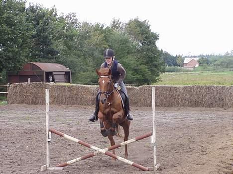 Anden særlig race Falkær's Cameth**SOLGT** billede 16