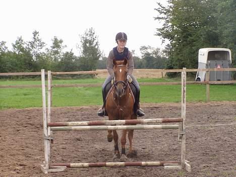 Anden særlig race Falkær's Cameth**SOLGT** - Oxer på 100-105, anden gang jeg springer hende :D billede 18