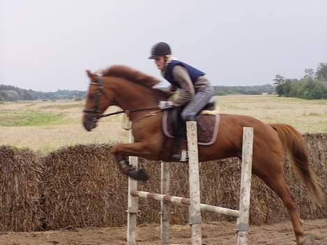 Anden særlig race Falkær's Cameth**SOLGT** - Her kommer jeg over :D billede 19