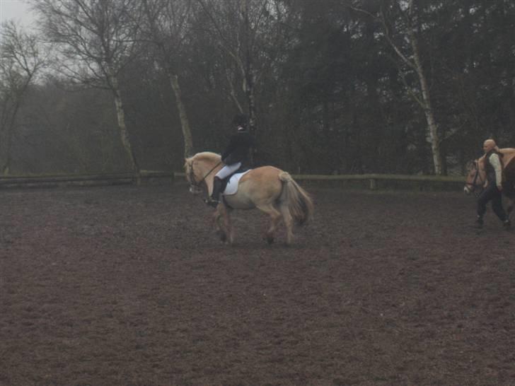 Fjordhest Mick Mølbak FJ 9403365 - opvarming til stævne , lc3 til 70,0% billede 11