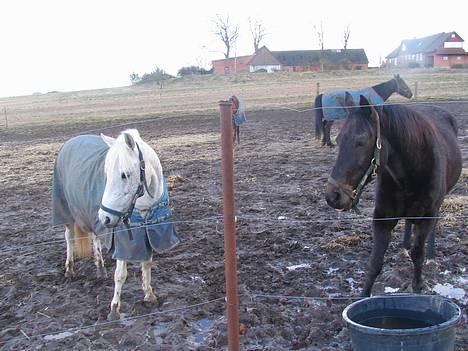 Traver Elliot Swing (Fjot) Død) - Fjot og Trolle på fold. 19 marts 2007 billede 15