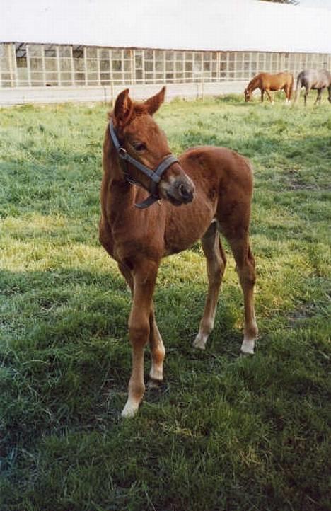 Dansk Varmblod Ness'  - Nesser som baby (; , hun er omkring 14 dage på dette billede :D billede 4