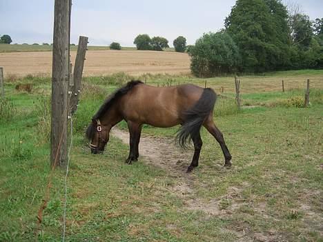 Anden særlig race Tarzan R.I.P <3 - <3 billede 16