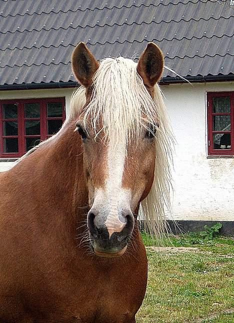 Tyroler Haflinger Greka - DØD - (foto - Lima) billede 1