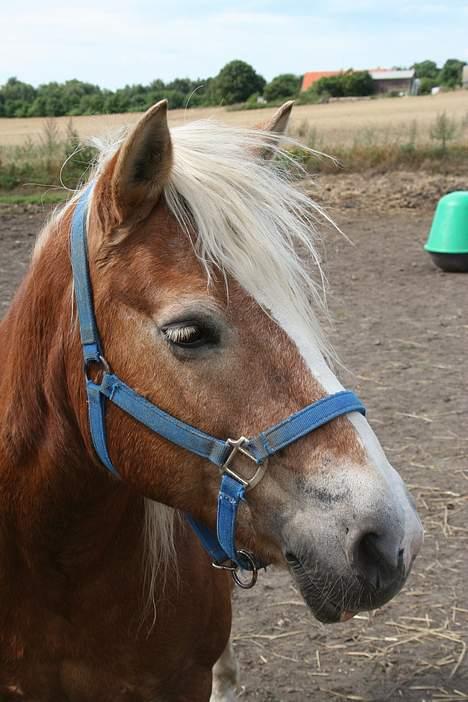 Tyroler Haflinger Greka - DØD - (foto - Lima) billede 2