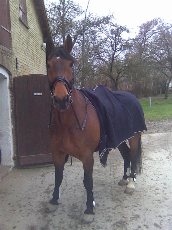 Anden særlig race Marquist  - <33 billede 15