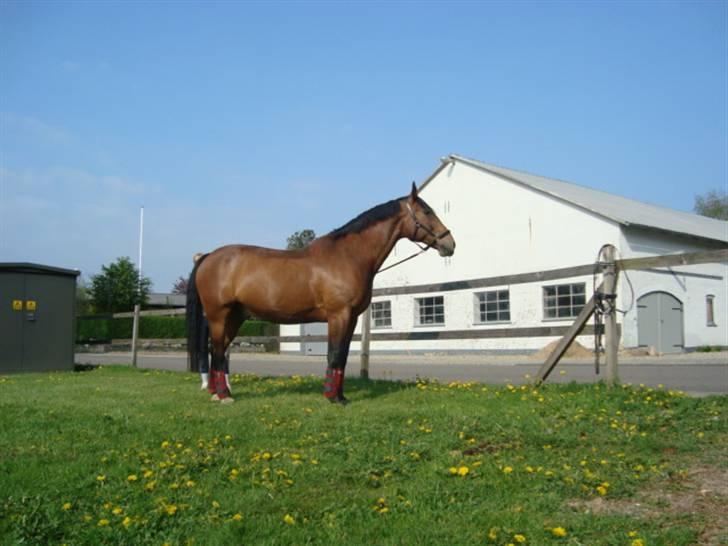 Anden særlig race Marquist  - Ny vasket :P billede 16