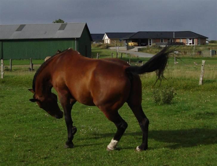 Anden særlig race Marquist  - Snart 18 år gammel :) ikke til at se vel? billede 17
