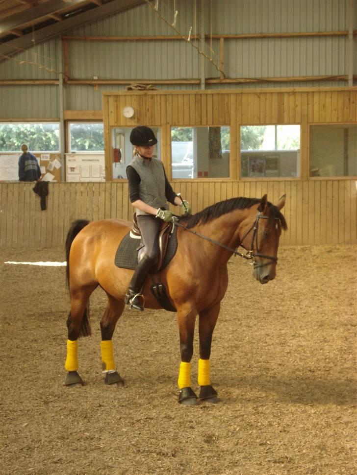 Anden særlig race Marquist  - Min flotte dreng her i gul.. <3  Flot farve ikke? ;D billede 18