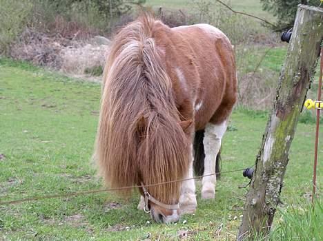 Shetlænder Patrick - Palle grasser billede 1