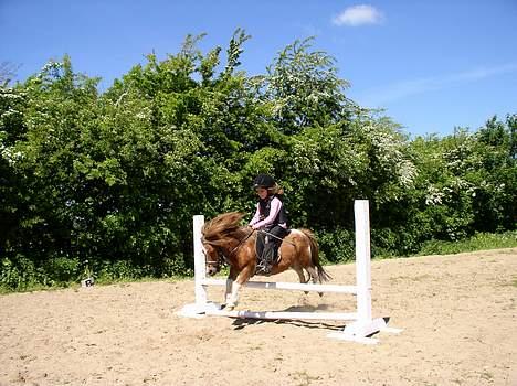 Shetlænder Patrick - ja så springer vi...==) billede 2