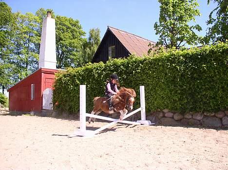 Shetlænder Patrick - vi springer igen billede 3